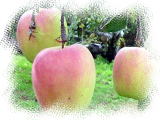 りんご（むつ）ー森林環境園芸農場
