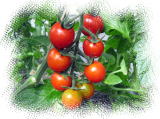 鈴なりに実ったトマト−蔬菜・作物